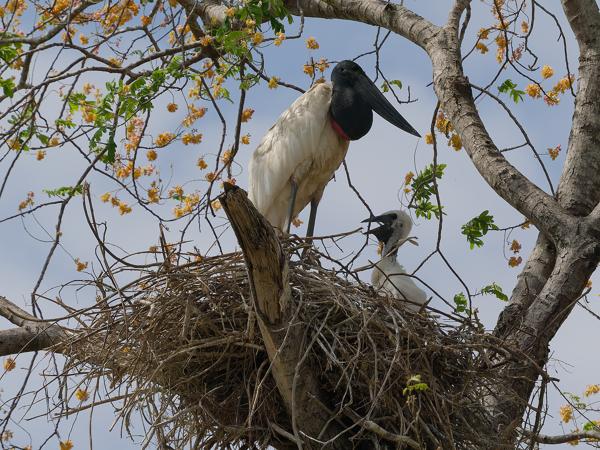 Jabiroe (Jabiru mycteria)